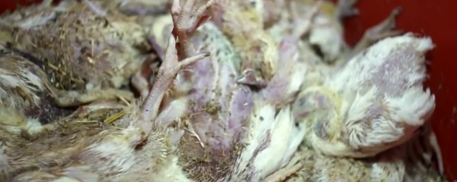 Dead chickens in an intensive farm